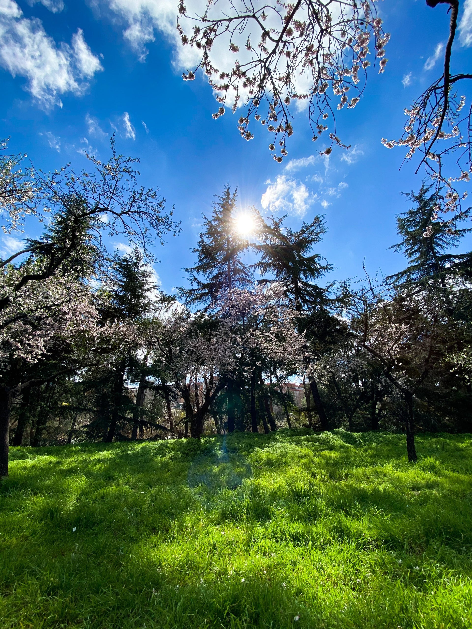 Welcoming Spring: Simple Rituals to Embrace the New Season